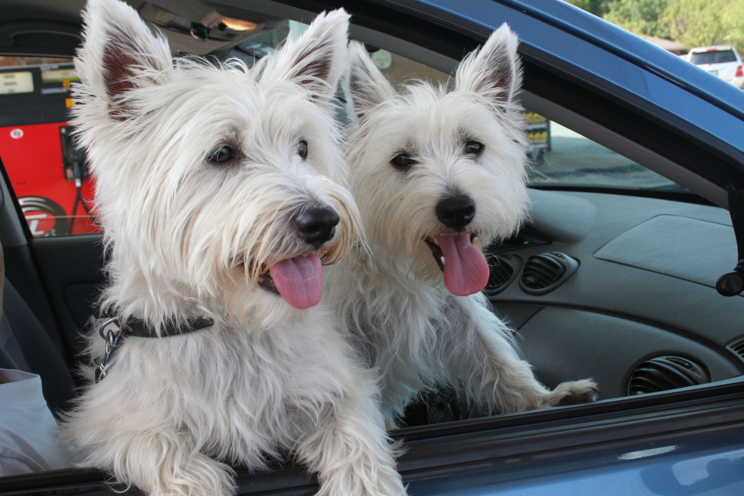 can p platers drive with dogs