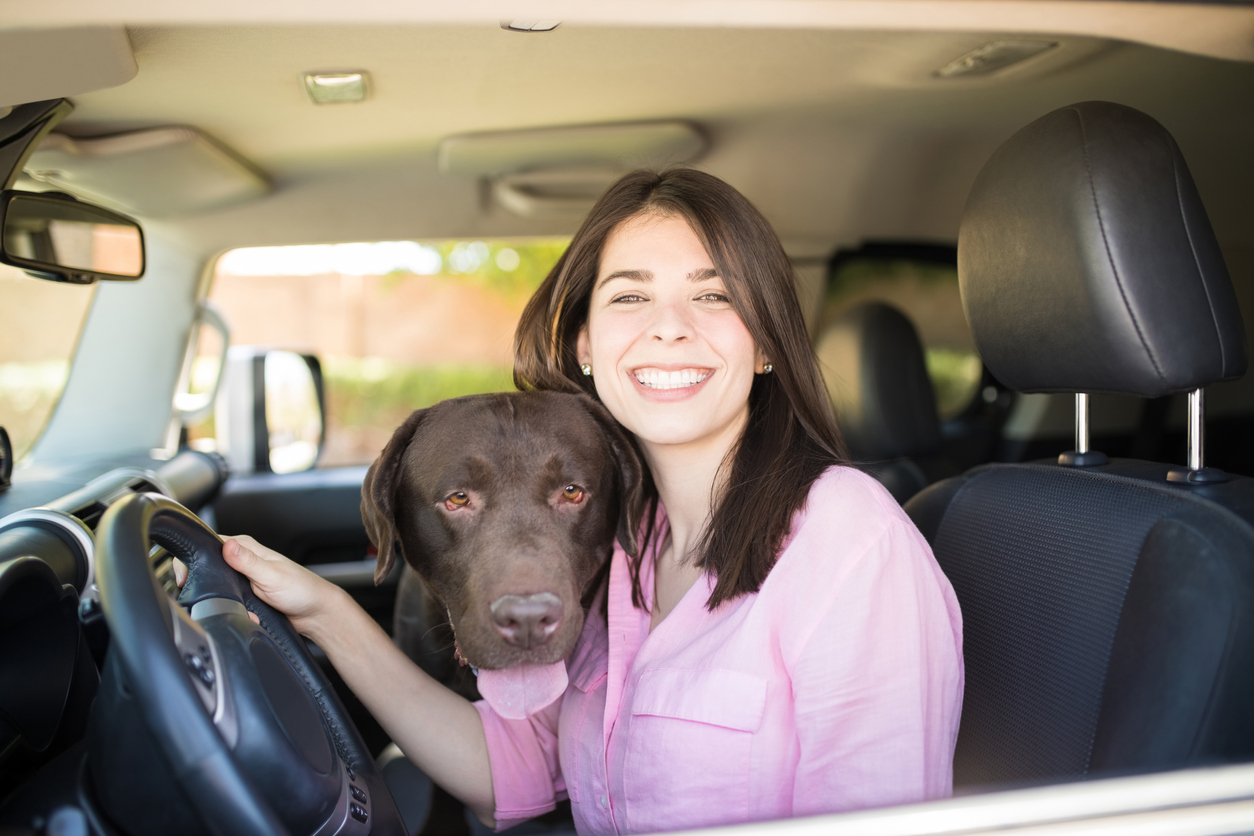 Can Your Dog Sit On Your Lap While Driving?